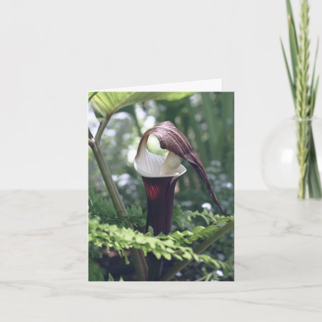 Photographie de fleur de Jack In The Pulpit  (Devant)