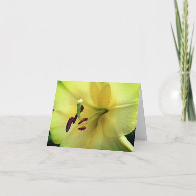 Photographie de fleur de lys jaune pâle  (Devant)