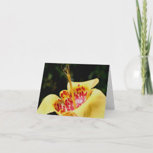 Photographie de fleur de lys tachetée jaune 