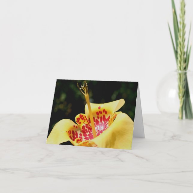 Photographie de fleur de lys tachetée jaune  (Devant)