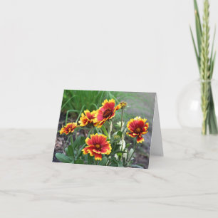 Photographie de fleur de marguerite couverture 