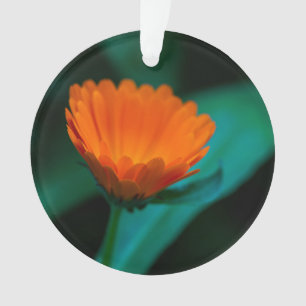 Photographie de fleur de marguerite orange