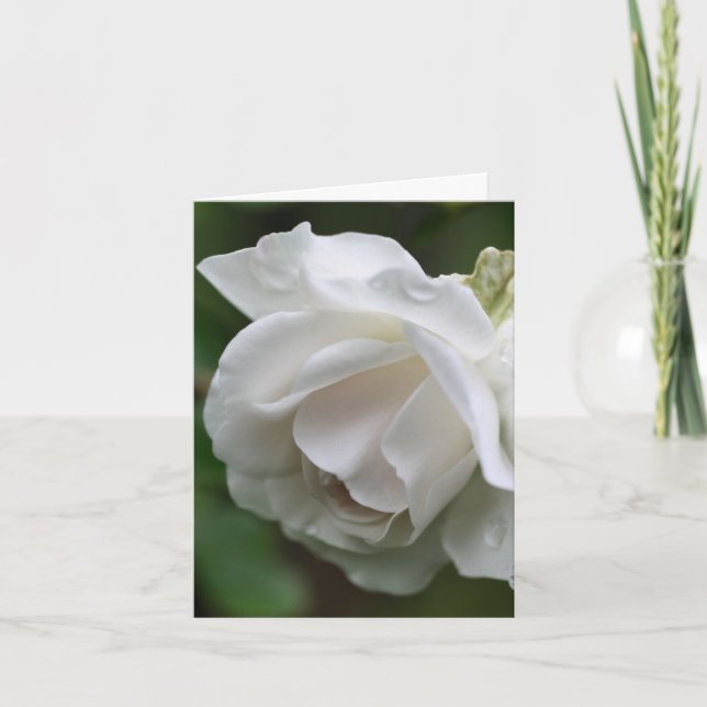 Photographie de fleur de rose blanche douce  (Devant)