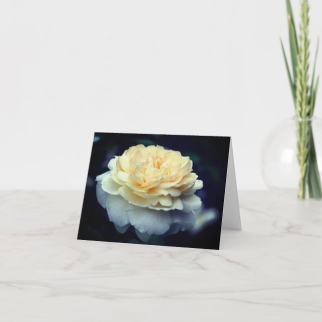Photographie de fleur de rose jaune doux  (Devant)
