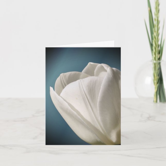 Photographie de fleur de tulipe blanche  (Devant)