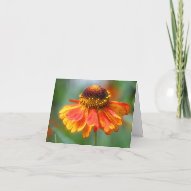 Photographie de fleur de Zinnia jaune orange doux (Devant)