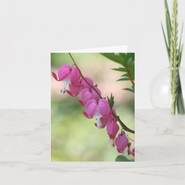 Photographie de fleurs de Cœurs saignants roses (Devant)