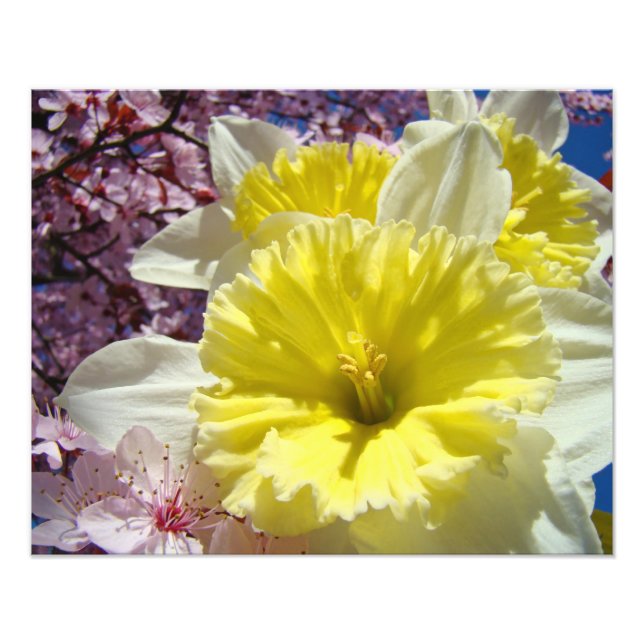Photographie de fleurs de jonquilles, impressions  (Devant)