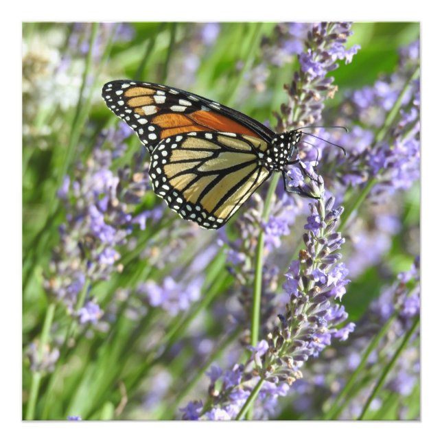 Photographie de fleurs de lavande et de papillon m (Devant)