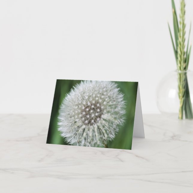Photographie de fleurs de pissenlit duveteuses  (Devant)