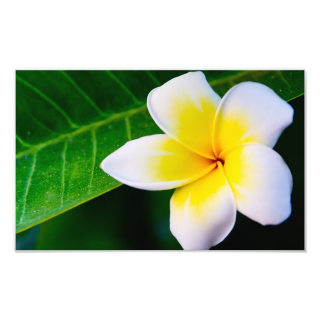 Photographie de fleurs de plumeria (Devant)