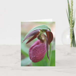 Photographie de fleurs de sabot de dame vibrant 