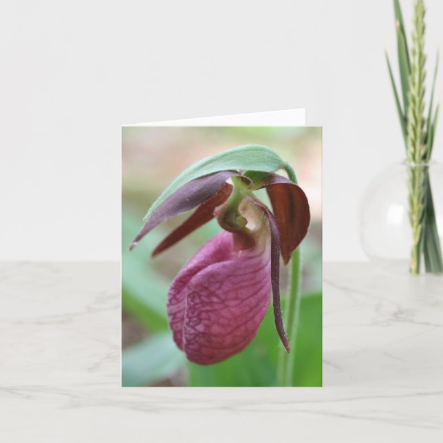 Photographie de fleurs de sabot de dame vibrant  (Devant)