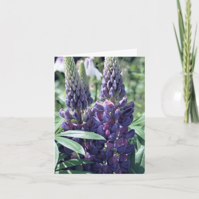Photographie de fleurs de trio de lupin  (Devant)