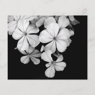 Photographie de fleurs en noir et blanc