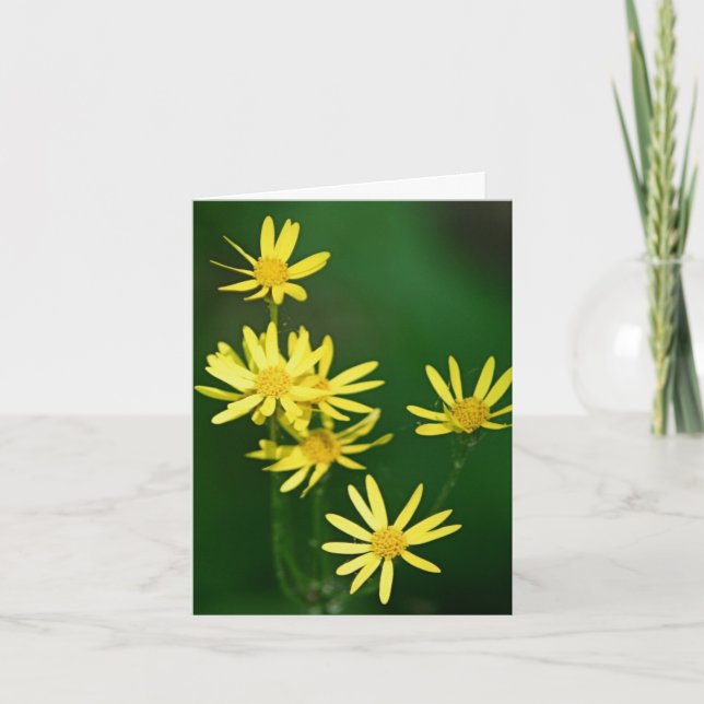 Photographie de fleurs sauvages jaune tendre  (Devant)