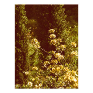 Photographie de floraison d'arbustes d'Azales