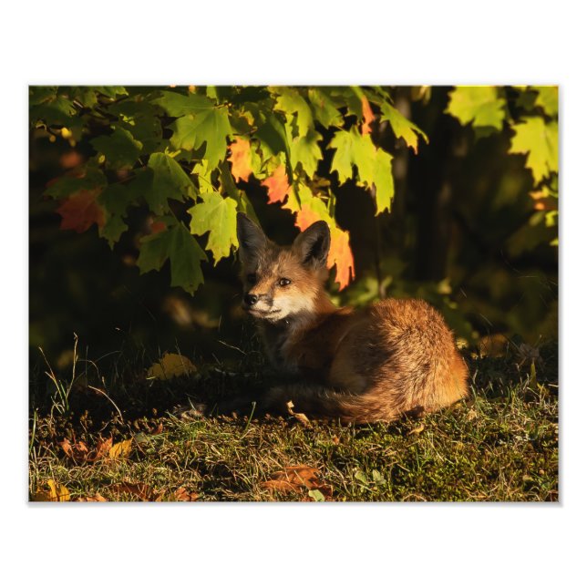 Photographie de Fox Feuilles et Ombres (Devant)