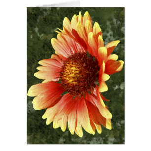 Photographie de Gaillardia baignée de soleil à l'i