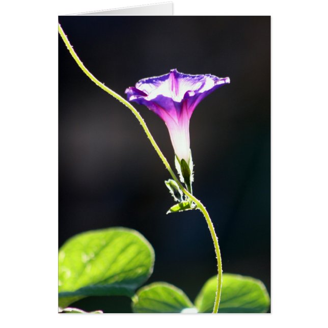 Photographie de gloire de matin de "gloire" (Devant)