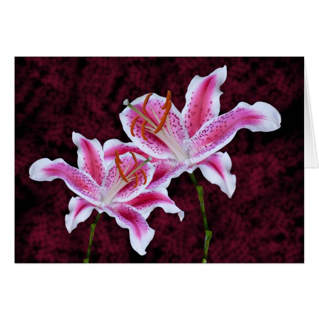 Photographie de gros plan de lys Stargazer rose et (Devant horizontal)