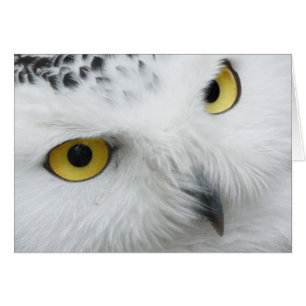 Photographie de hibou de Milou