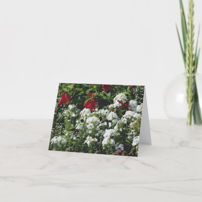 Photographie de jardin de fleurs d'Hibiscus et de  (Devant)
