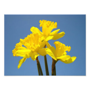 Photographie de jonquilles art imprimé nature Ciel