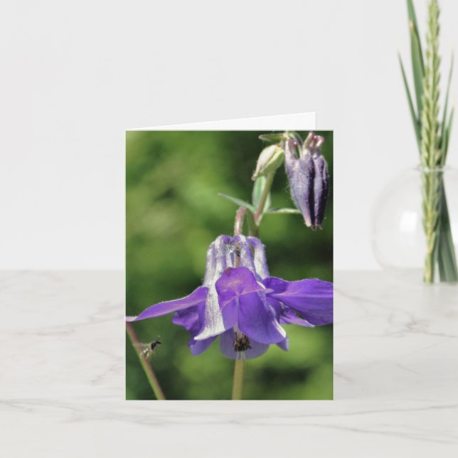 Photographie de la fleur de Columbine et d'abeille (Devant)