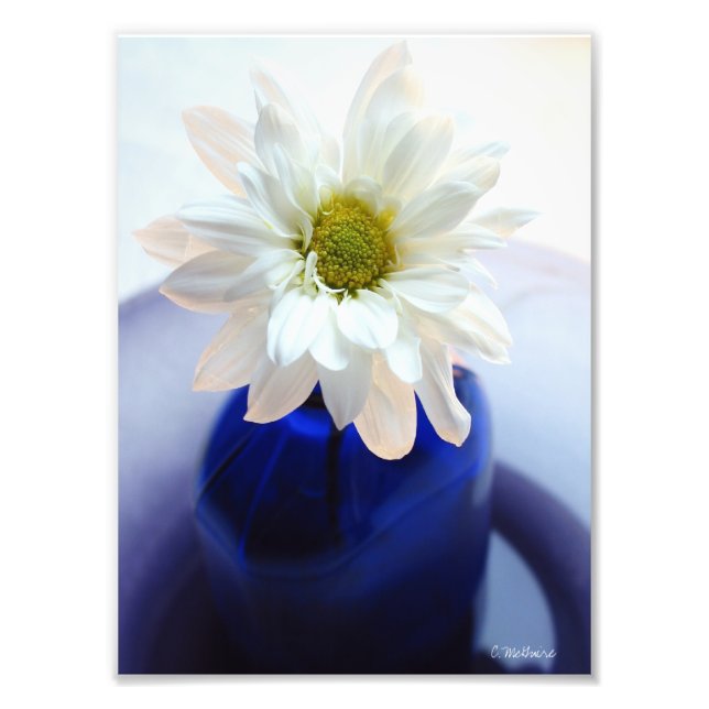 Photographie de la marguerite de Cobalt (Devant)