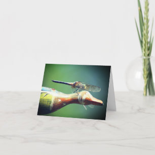 Photographie de la nature copilote Libellule