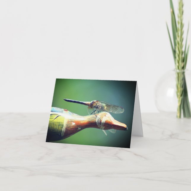 Photographie de la nature copilote Libellule  (Devant)