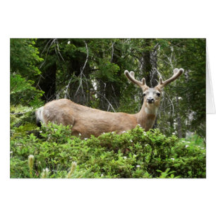 Photographie de la nature de cerfs à Yosemite