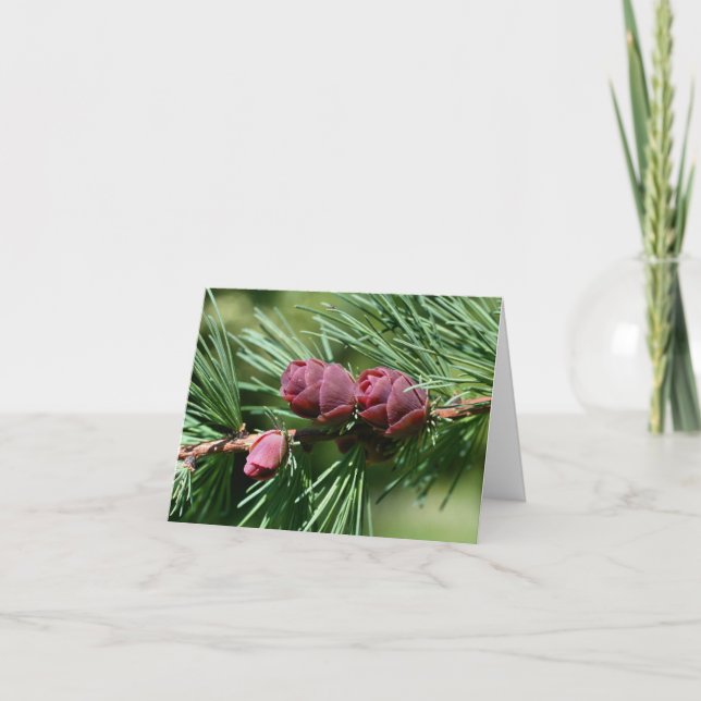 Photographie de la nature de cônes de pin bébé (Devant)
