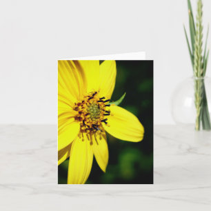 Photographie de la nature de tournesol Maximilian