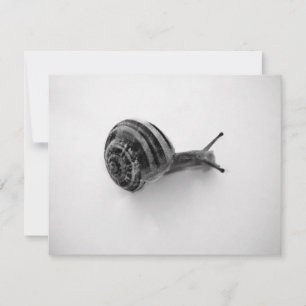 Photographie de la nature d'un escargot de jardin