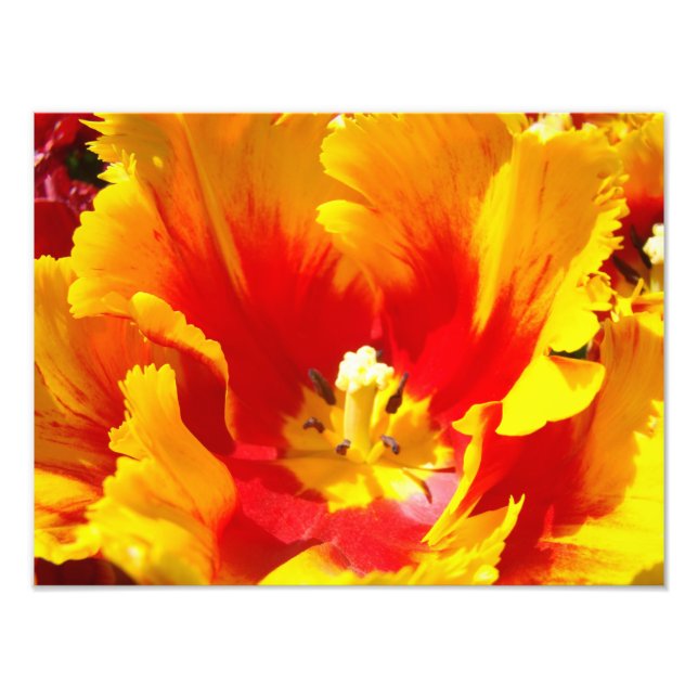 Photographie de la nature Rouge Jaune Art (Devant)