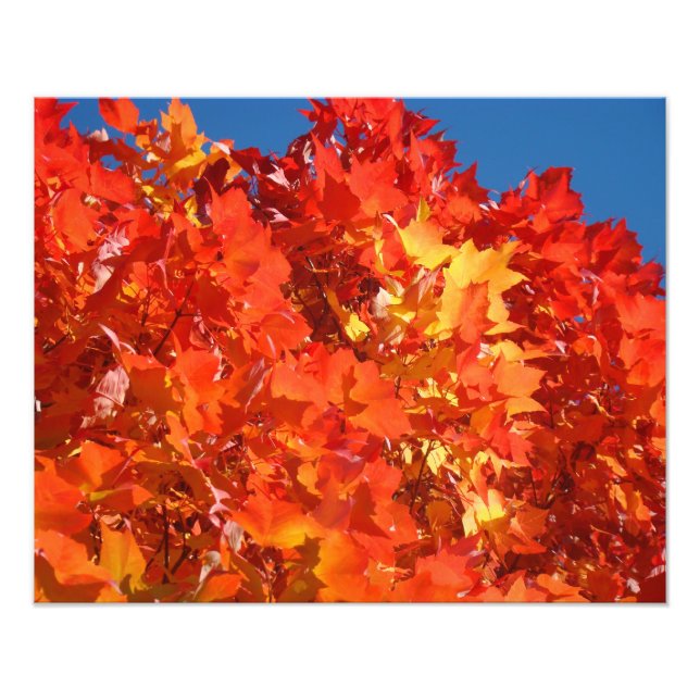 Photographie de la nature Rouge Orange Jaune Feuil (Devant)