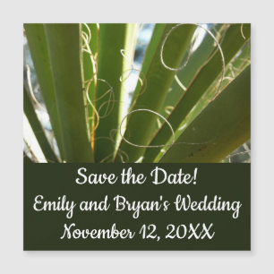 Photographie de la nature verte Feuille du Yucca