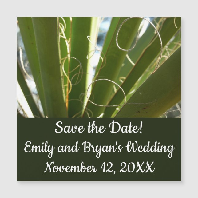 Photographie de la nature verte Feuille du Yucca (Devant)