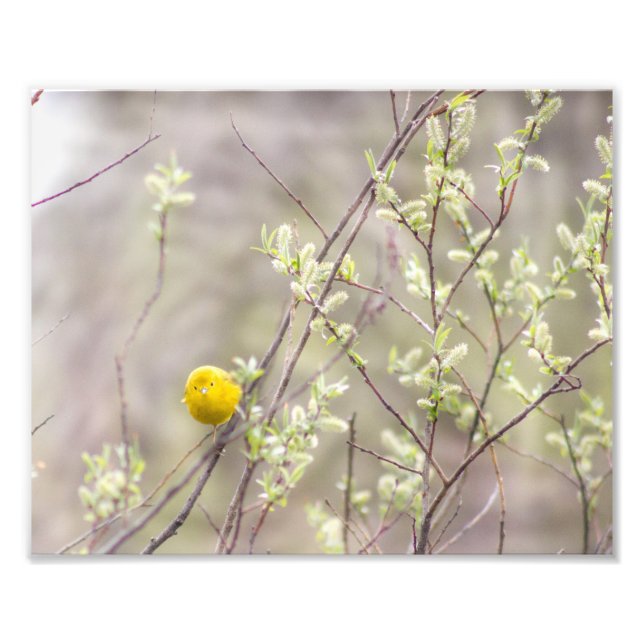 Photographie de la Paruline jaune Imprimer (Devant)