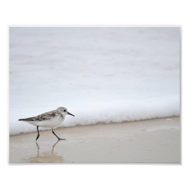 Photographie de l'affiche de Sandpiper Shorebird (Devant)