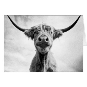 Photographie de l'art mesotint de la vache Sainte