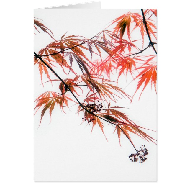 Photographie de l'érable rouge japonais L (Devant)