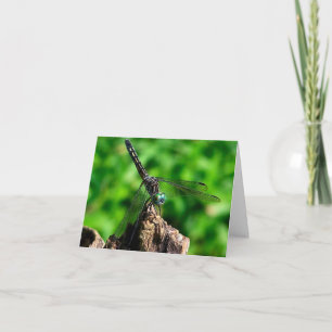 Photographie de libellule de près dans la nature