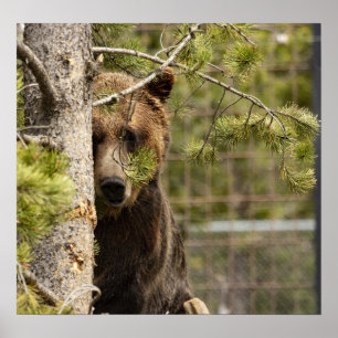 PHOTOGRAPHIE DE L'OURS GRIZZLY POSTER