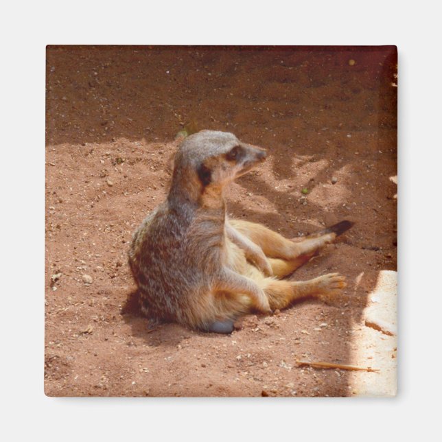Photographie de Meerkat assis, Aimant frigo (Devant)