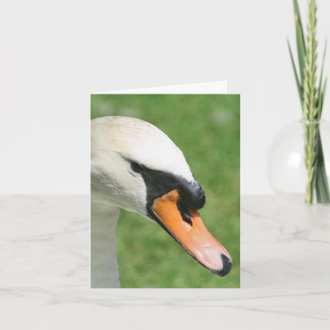 Photographie de nature cygne Regard de roi  (Devant)