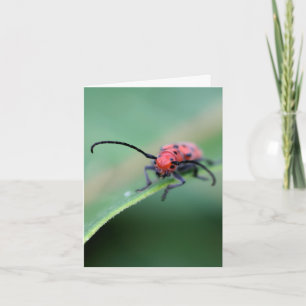 Photographie de nature de bug avec attitude