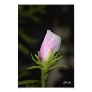 Photographie de Neil Jones - Naissance d'une Rose